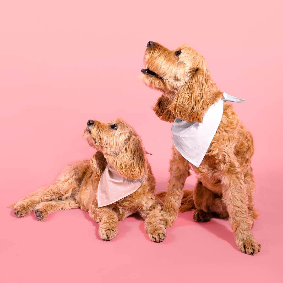 Katie Loxton Dog Bandana & Scrunchie Set - Grey - Image 4